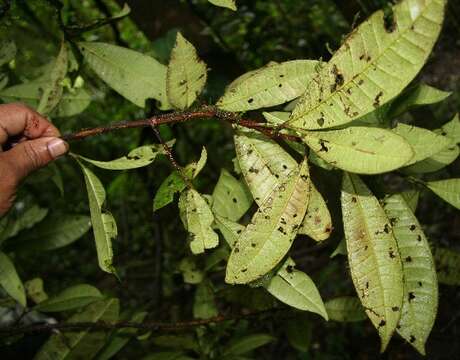 Image of Pimenta guatemalensis (Lundell) Lundell