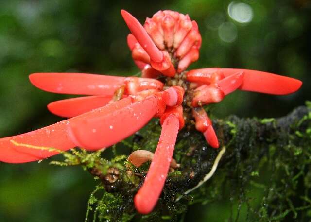 صورة Erythrina gibbosa Cufod.