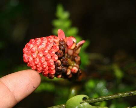 Image of Erythrina gibbosa Cufod.