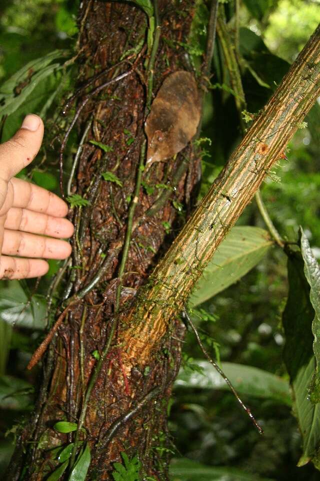 Image of Erythrina gibbosa Cufod.