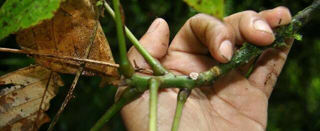 Image of Erythrina gibbosa Cufod.