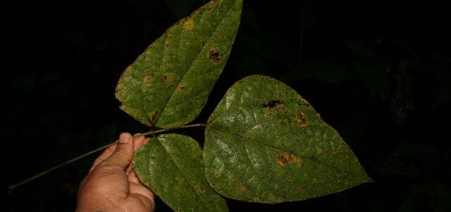 Image of Erythrina gibbosa Cufod.