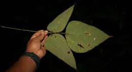 صورة Erythrina gibbosa Cufod.