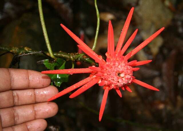 Image of Erythrina gibbosa Cufod.