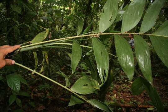 Image of Chamaedorea pinnatifrons (Jacq.) Oerst.