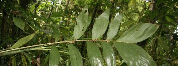 Image of Chamaedorea pinnatifrons (Jacq.) Oerst.