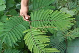 Image de Calliandra houstoniana var. calothyrsus (Meissner) Barneby