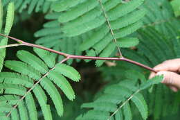 Image de Calliandra houstoniana var. calothyrsus (Meissner) Barneby