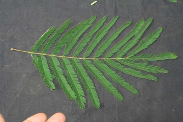 Image de Calliandra houstoniana var. calothyrsus (Meissner) Barneby