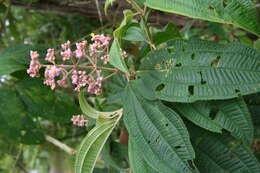 Conostegia subcrustulata (Beurl.) Triana的圖片