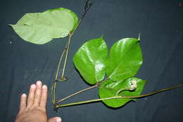 Image of Mucuna holtonii (Kuntze) Moldenke