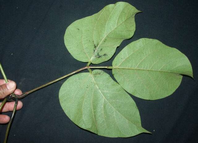 Image of Mucuna holtonii (Kuntze) Moldenke