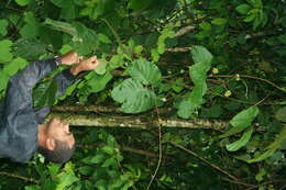 Image of Mucuna holtonii (Kuntze) Moldenke