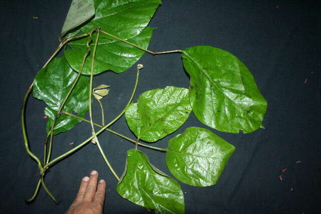 Image of Mucuna holtonii (Kuntze) Moldenke