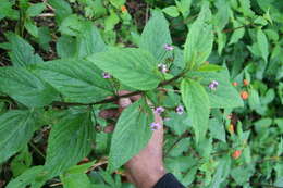 Image of threeleaf shrubverbena