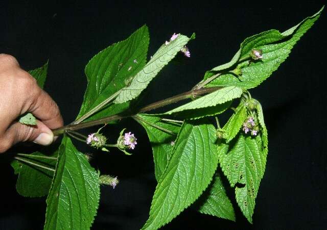 Image of threeleaf shrubverbena