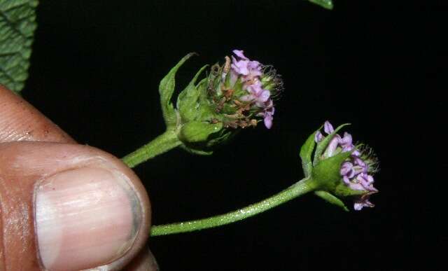 Image of threeleaf shrubverbena