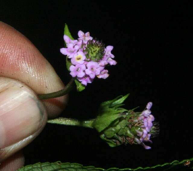 Image of threeleaf shrubverbena