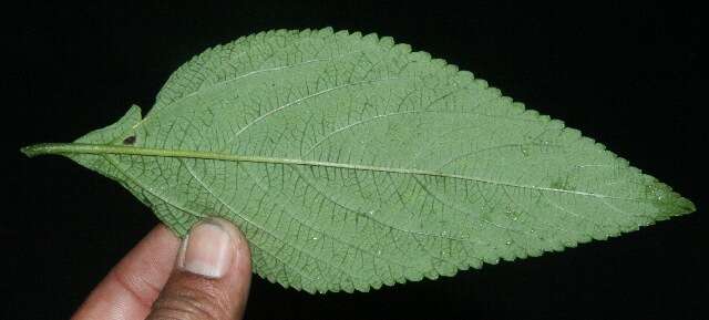 Image of threeleaf shrubverbena