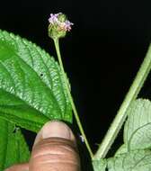 Image of threeleaf shrubverbena