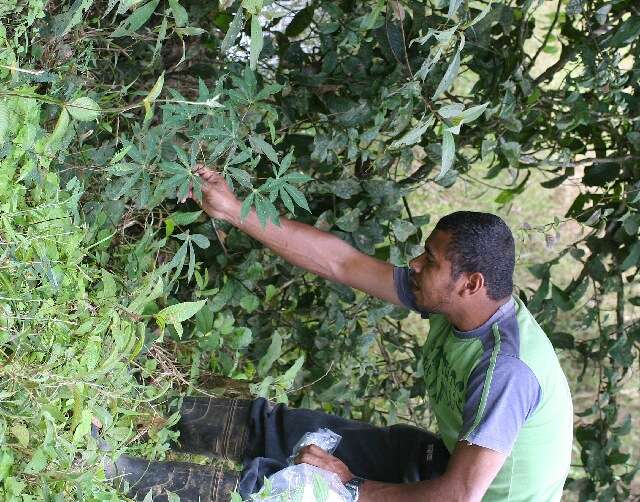 Image of cassava