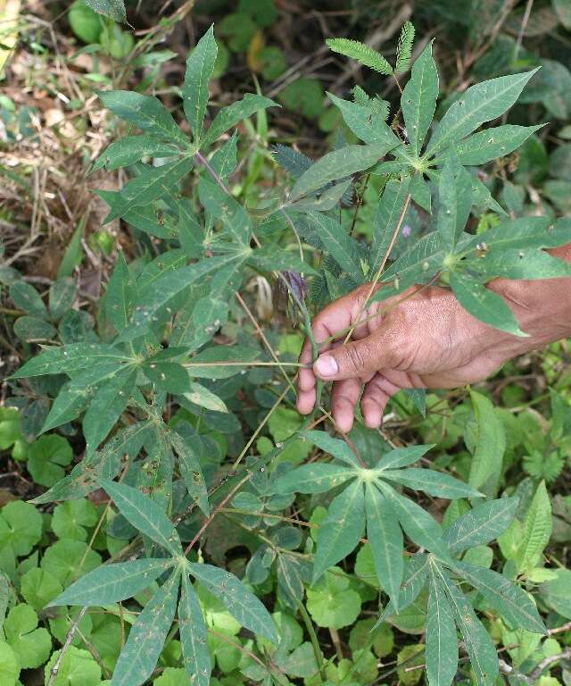 Image of cassava