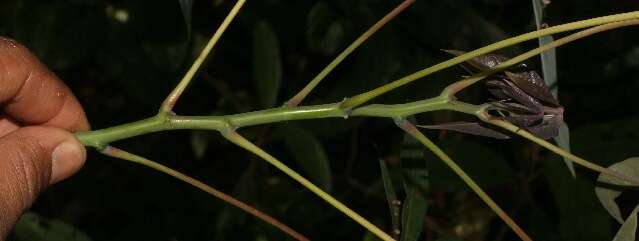 Image of cassava