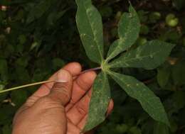 Image of cassava