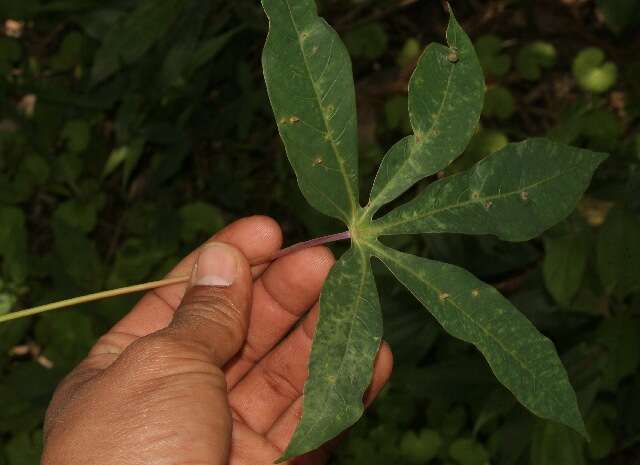 Image of cassava