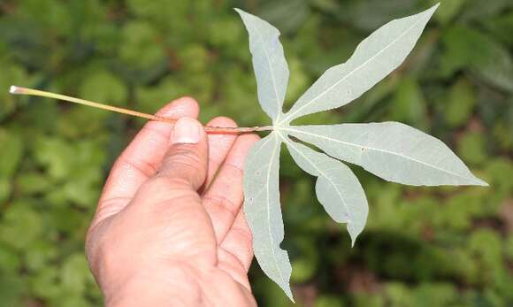 Image of cassava