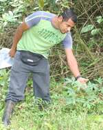 Image of cassava