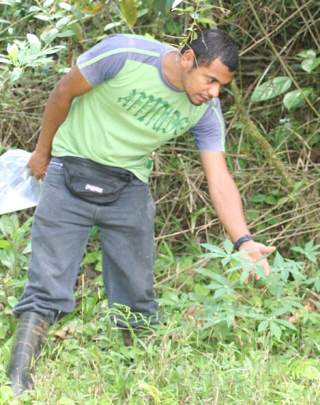 Image of cassava