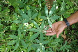 Image of cassava