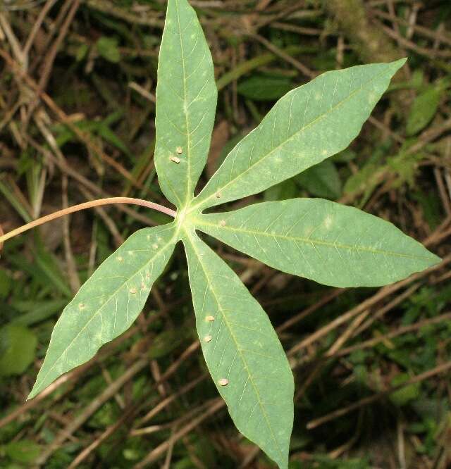 Image of cassava