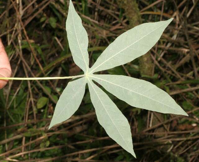 Image of cassava