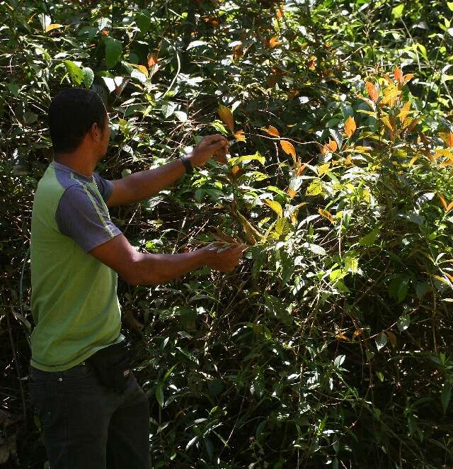 Sabicea (rights holder: Guanacaste Dry Forest Conservation Fund. Daniel H. Janzen. Year: 2010.)