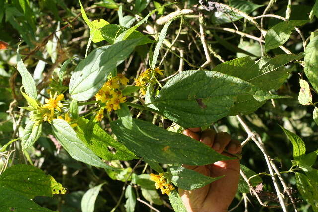 Image of Lasianthaea fruticosa (L.) K. Becker