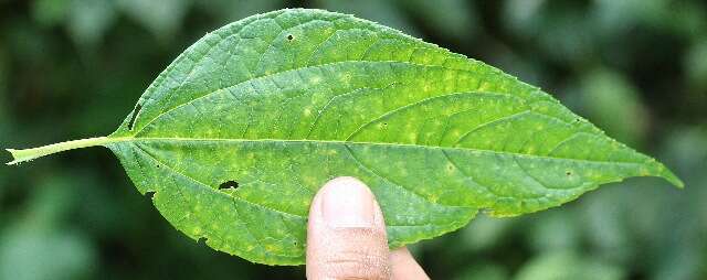 Image of Lasianthaea fruticosa (L.) K. Becker