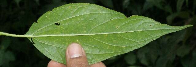 Image of Lasianthaea fruticosa (L.) K. Becker