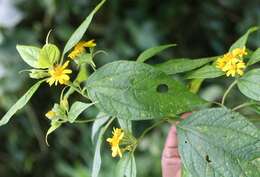 Image of Lasianthaea fruticosa (L.) K. Becker