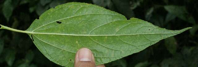 Image of Lasianthaea fruticosa (L.) K. Becker