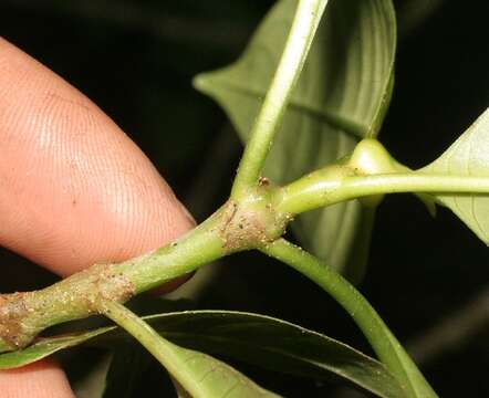 Image of Palicourea elata (Sw.) Borhidi