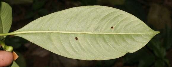 Image of Palicourea elata (Sw.) Borhidi