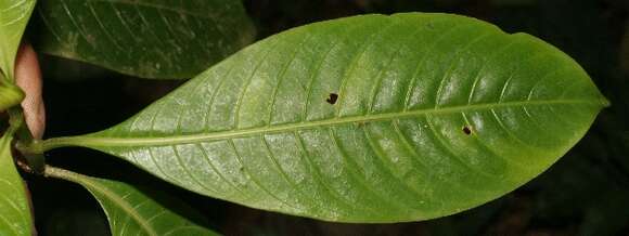 Image of Palicourea elata (Sw.) Borhidi