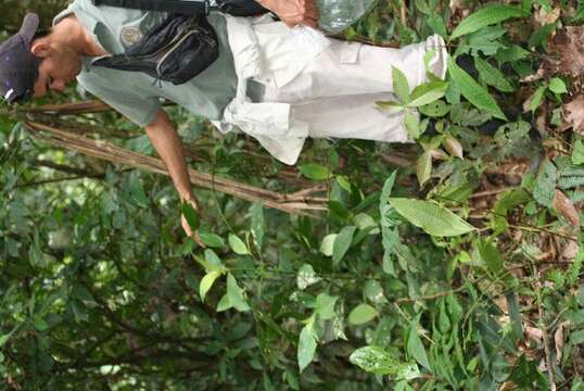 Image of Palicourea elata (Sw.) Borhidi