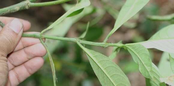 Image of Palicourea elata (Sw.) Borhidi