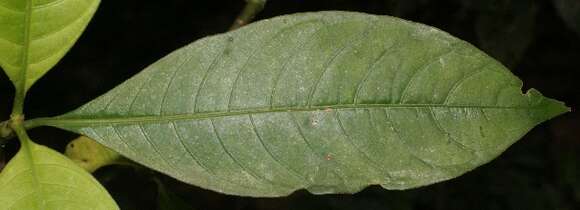 Image of Palicourea elata (Sw.) Borhidi