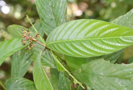 صورة Psychotria tenerior (Cham.) Müll. Arg.