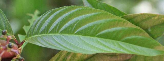 Image of Psychotria tenerior (Cham.) Müll. Arg.