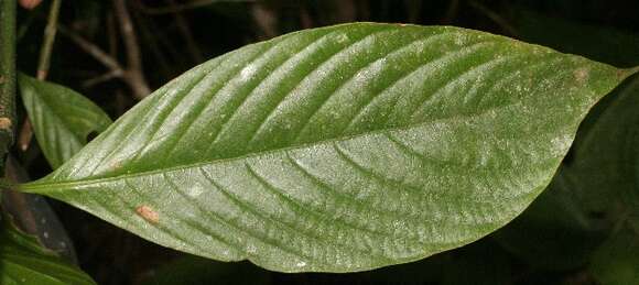 Image of Psychotria tenerior (Cham.) Müll. Arg.